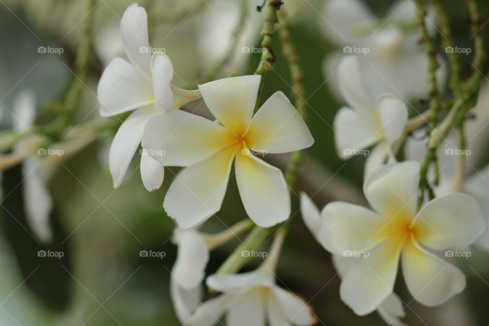 White plumeria inflorescences 
