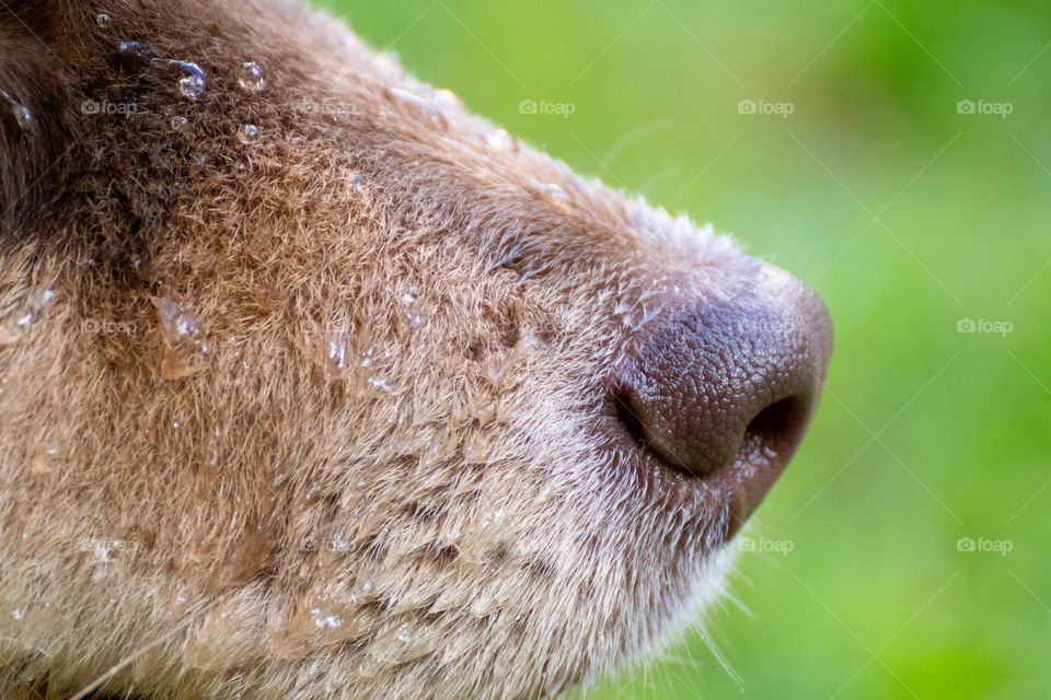 Water drops on the nose of a dog