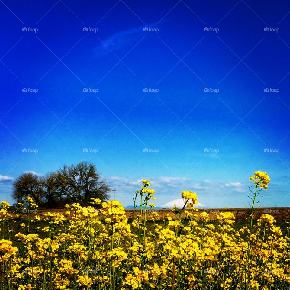 Wild Mustard. Wild mustard growing in a field on Sauvie Island, Oregon with Mount St. Helens in the background.