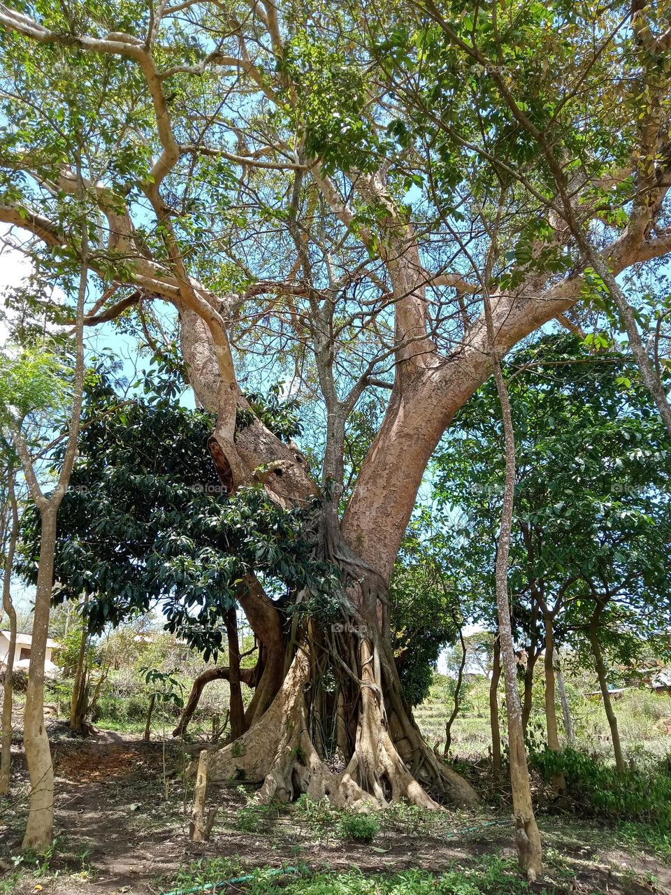 Old Ficus sycomorus tree