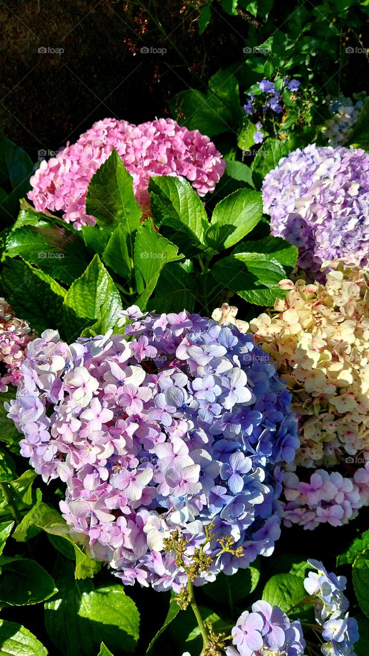 Hortencias de todas cores enfeitando o caminho, tão exuberante beleza!