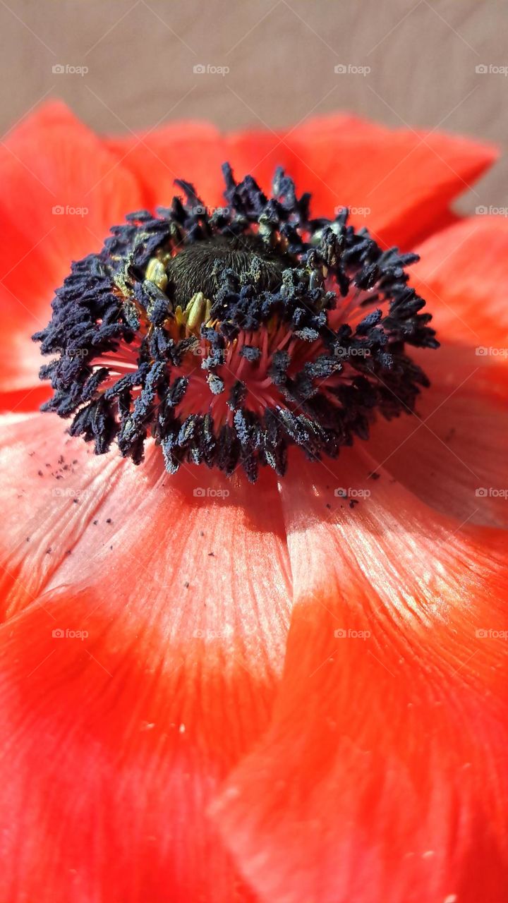 poppy flower