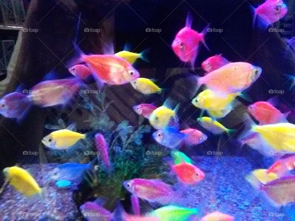 neon fish