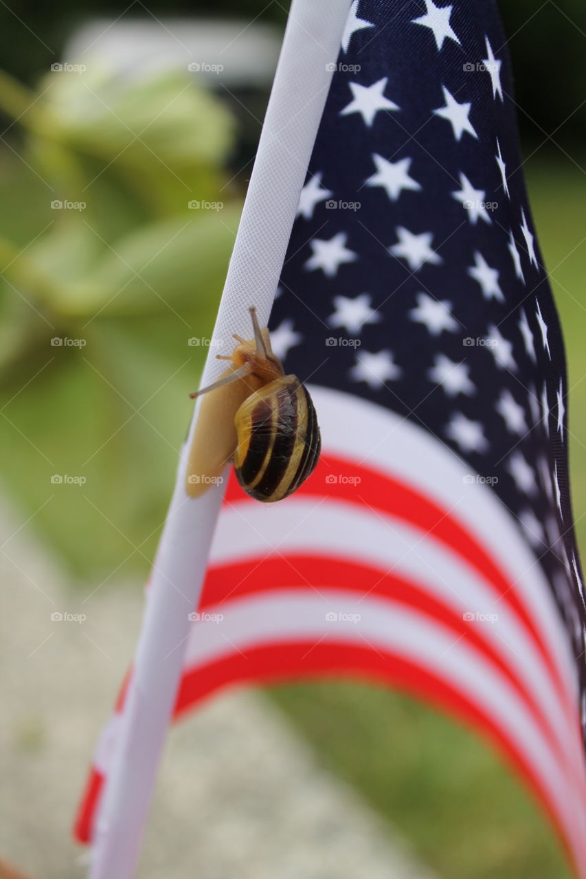 snail on flag