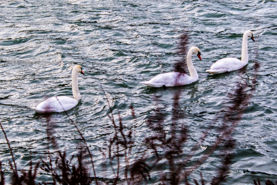 Three beautiful swans swimming in the lake of Piatra Neamt, a city of Romania.