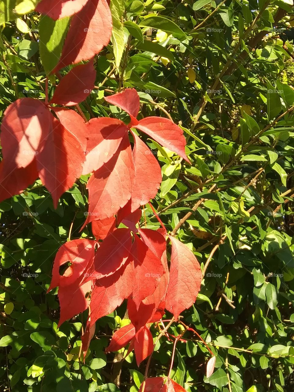 red leaves against green