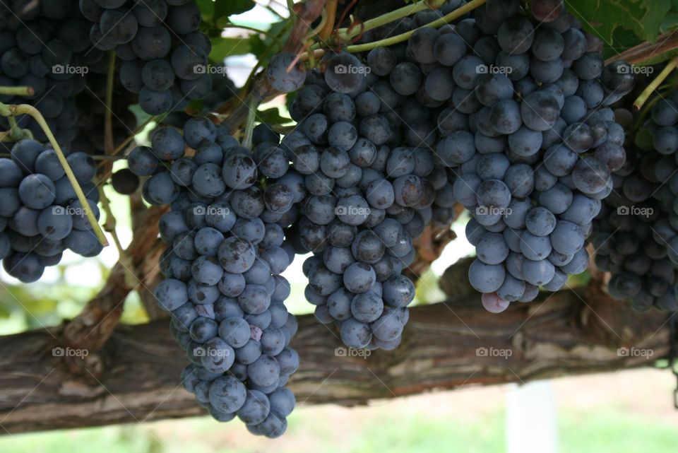 uvas