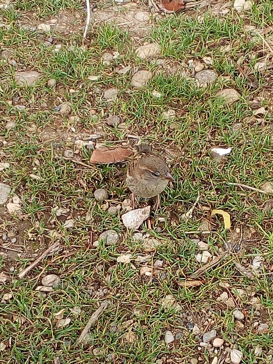 Nature, Ground, Grass, Environment, Leaf