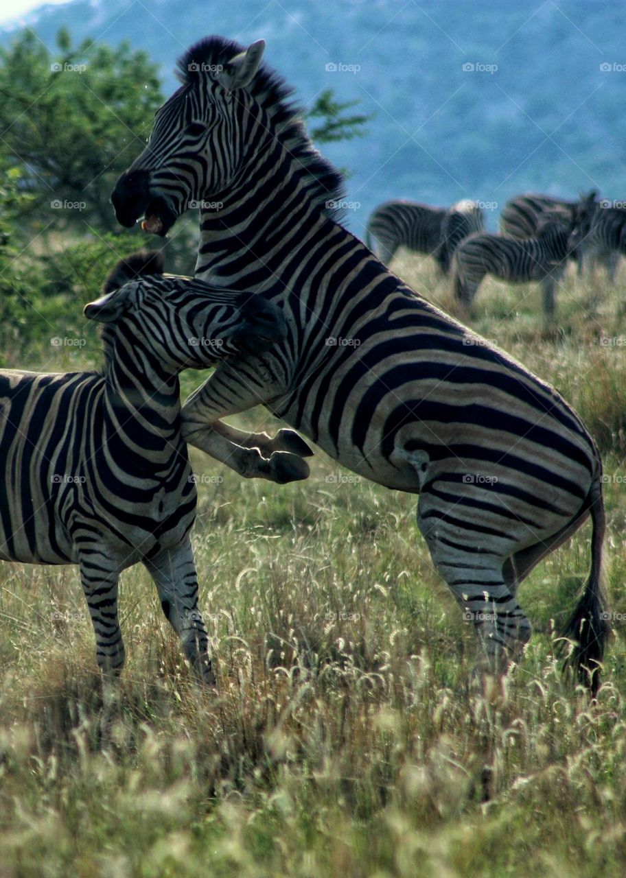 angry zebras fight