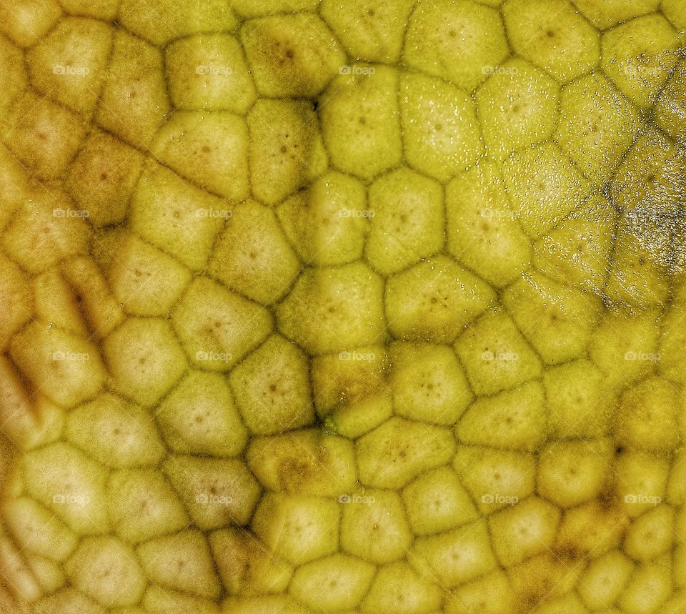 Breadfruit close up.