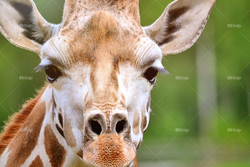 Giraffe. A beautiful giraffe head