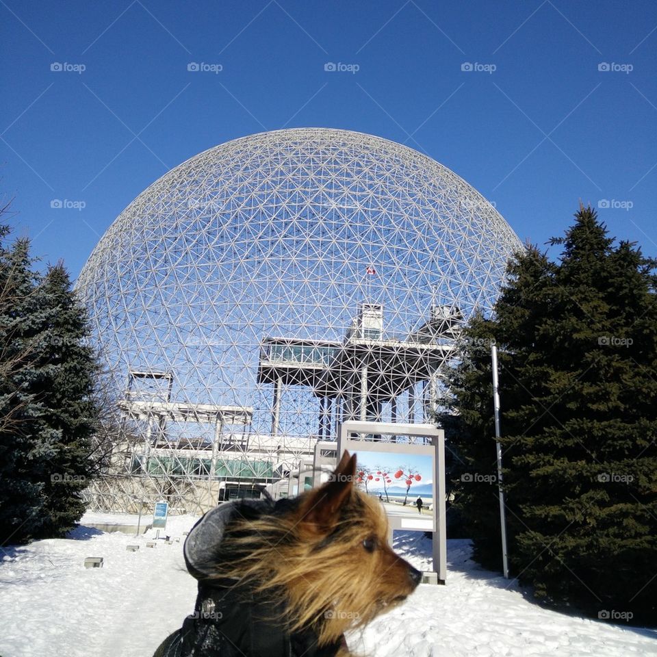 Yorkie at the Montreal biosphere