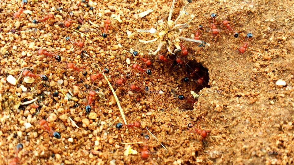 Red Ants