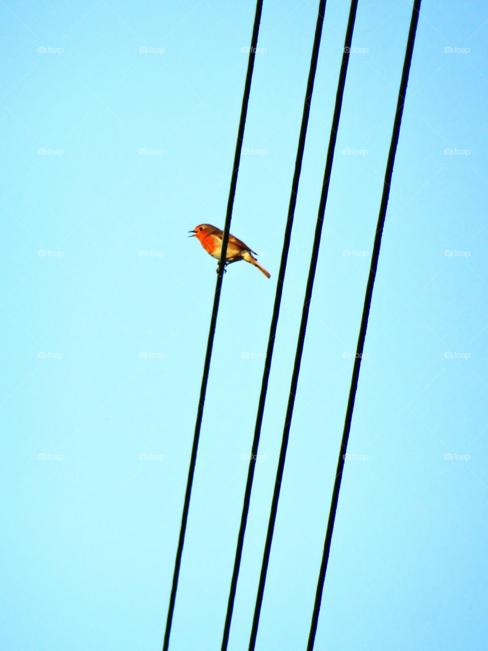 A perched robin colored bird perched with parallel lines and blue sky background