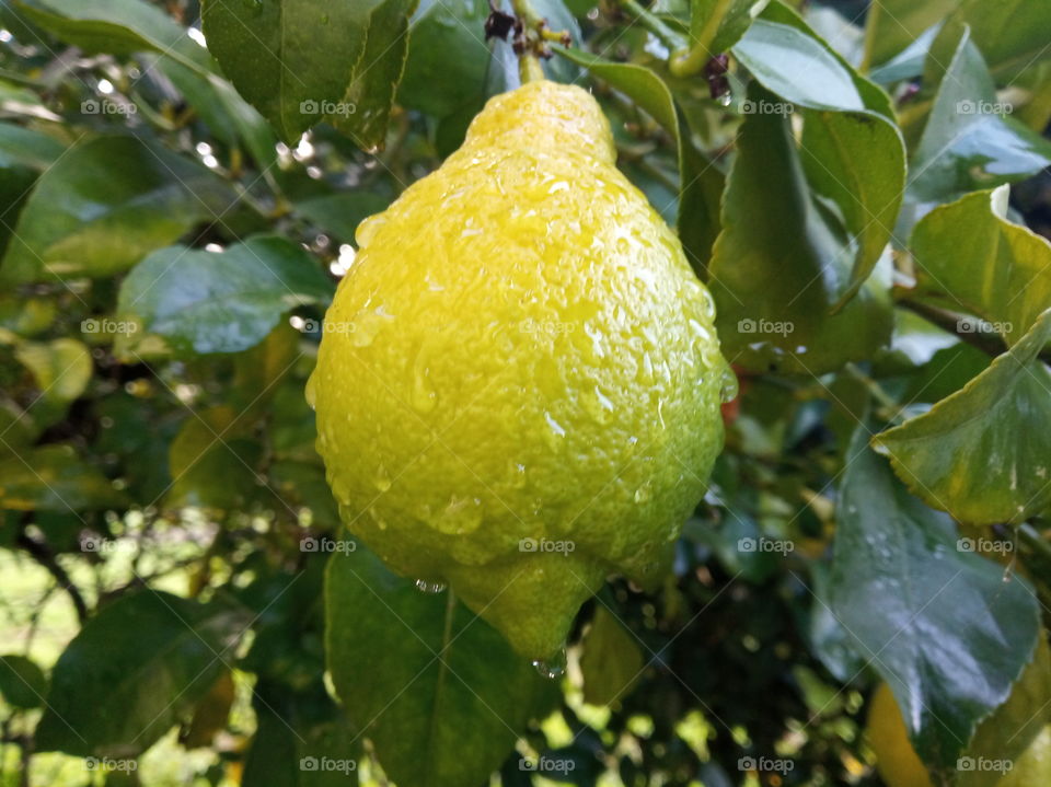 Morning Lemon