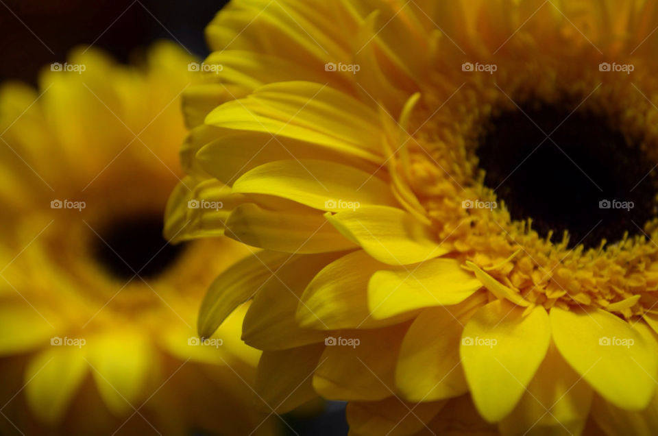 sunflower by razornuku