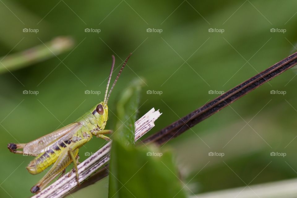 Grasshopper on twig