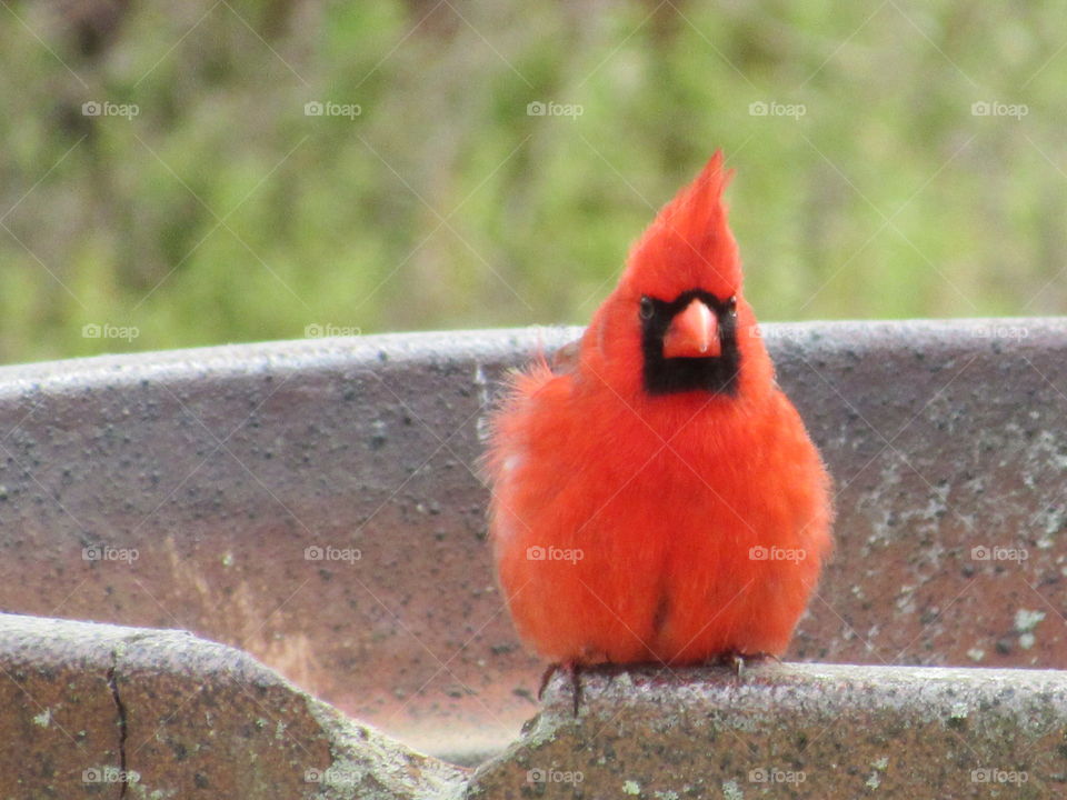 No Person, Bird, Wildlife, Nature, Outdoors