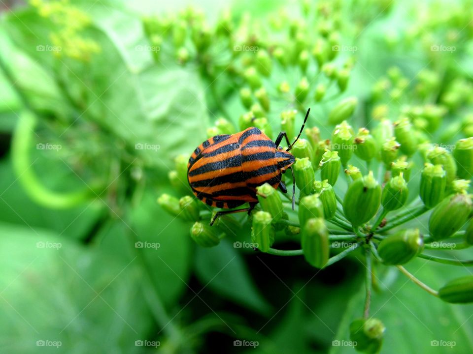 stink bug or Italian bug
