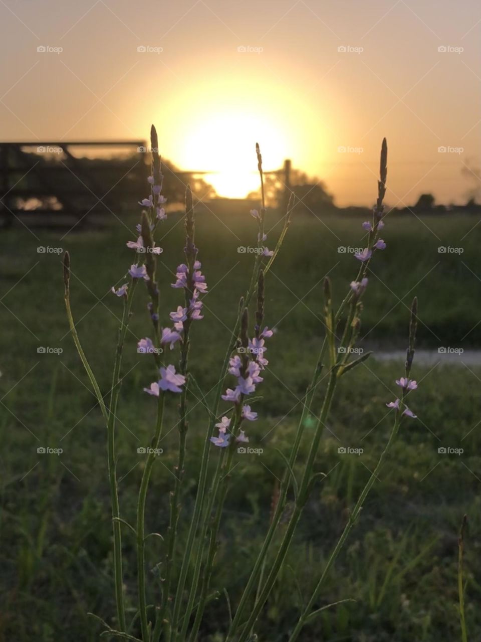 Little purple wild flowers waiting for the sun to rise so they can grow and bask in the sun today 🔆