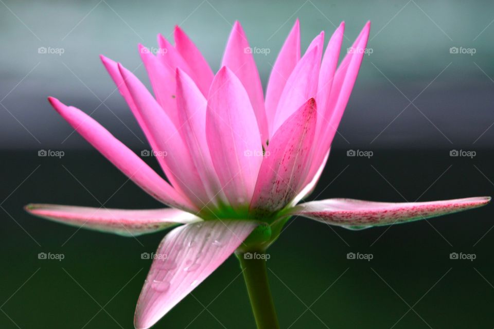 Red Lotus. Clear, Beautiful