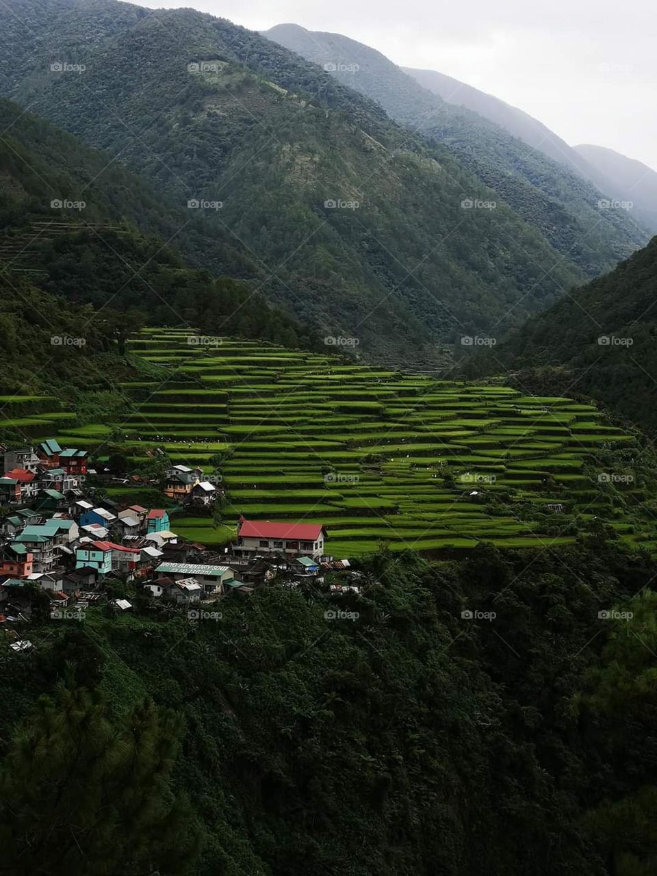 Rice Terraces Meadow