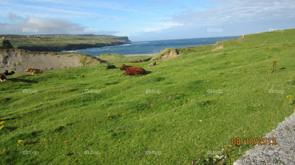 Cows on the Cliffs of Moher. Cows enjoying the lovely day on the Cliffs of Moher in Ireland