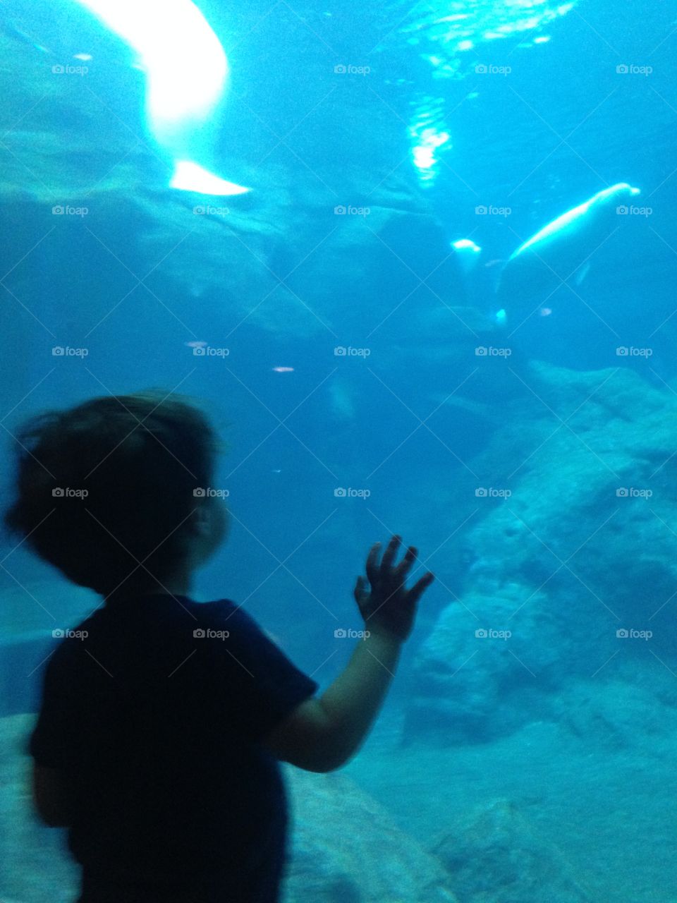 Boy watching the beluga whales.