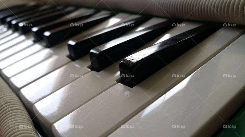 sonfonas accordion