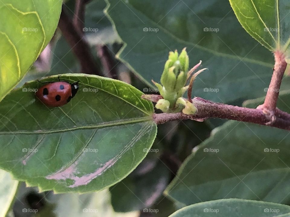 Beautiful ladybug on a green leaves 