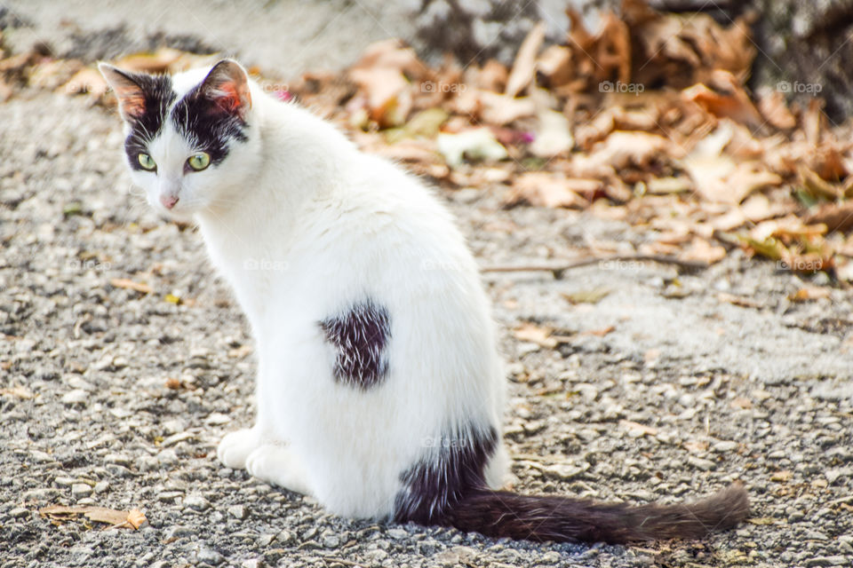 White Cat In Yard At Autumn
