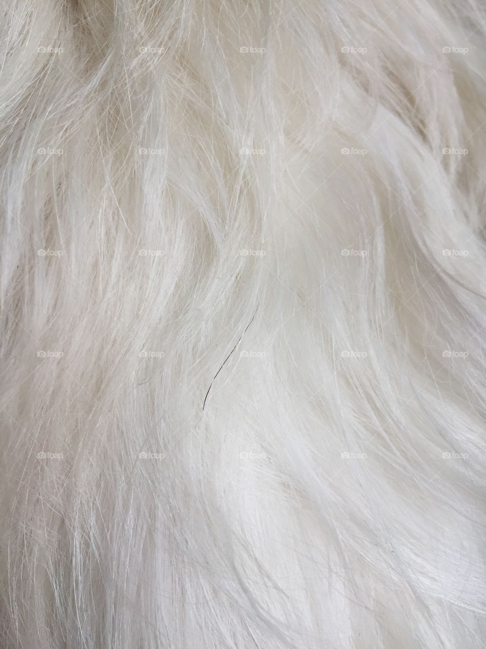 Black and white dog hair