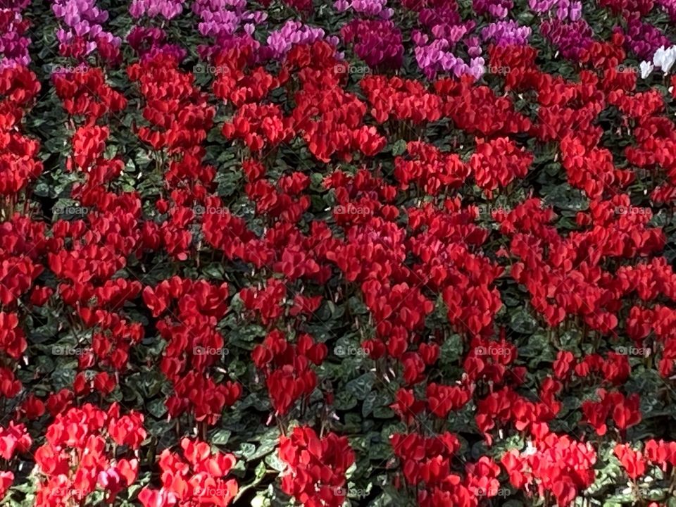 Cyclamen oozing with visual confidence and knowing they are a red roaring success.