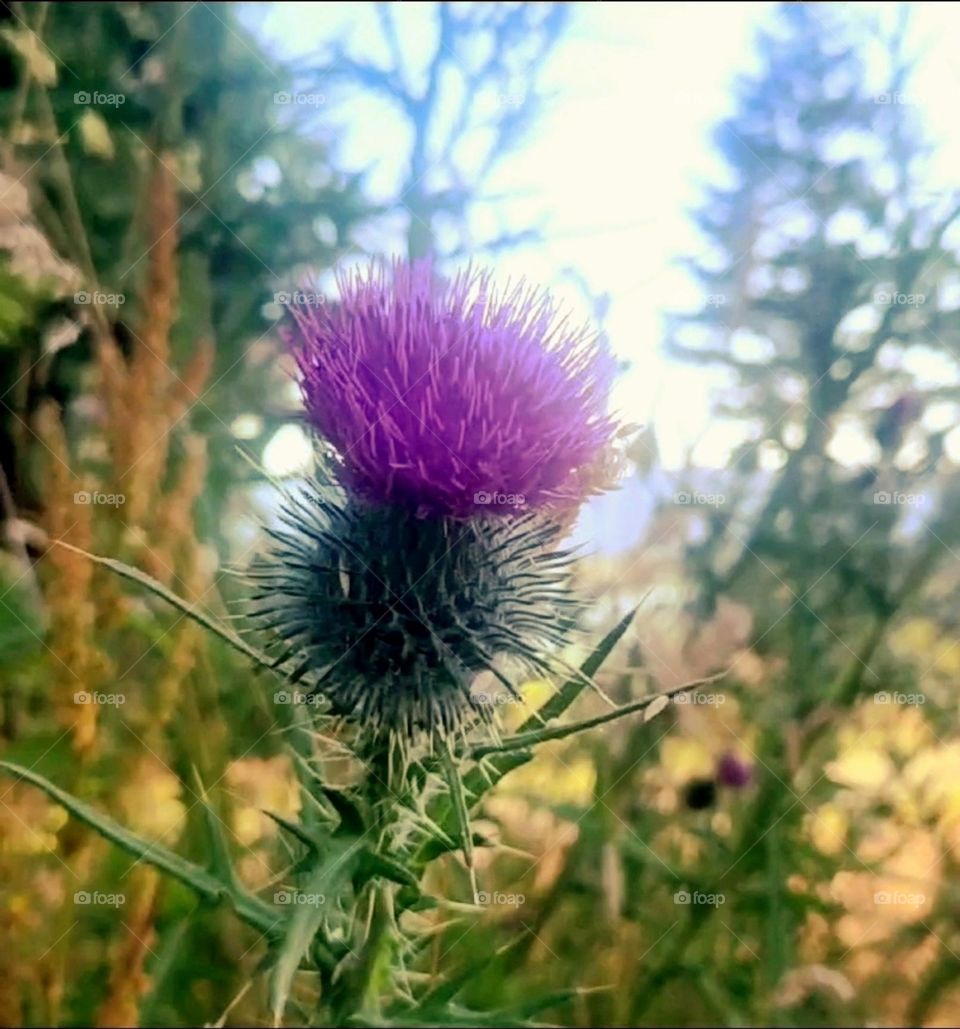 thistle