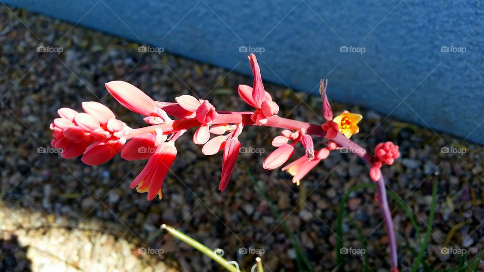 Pink flowers . Tiny pink flowers