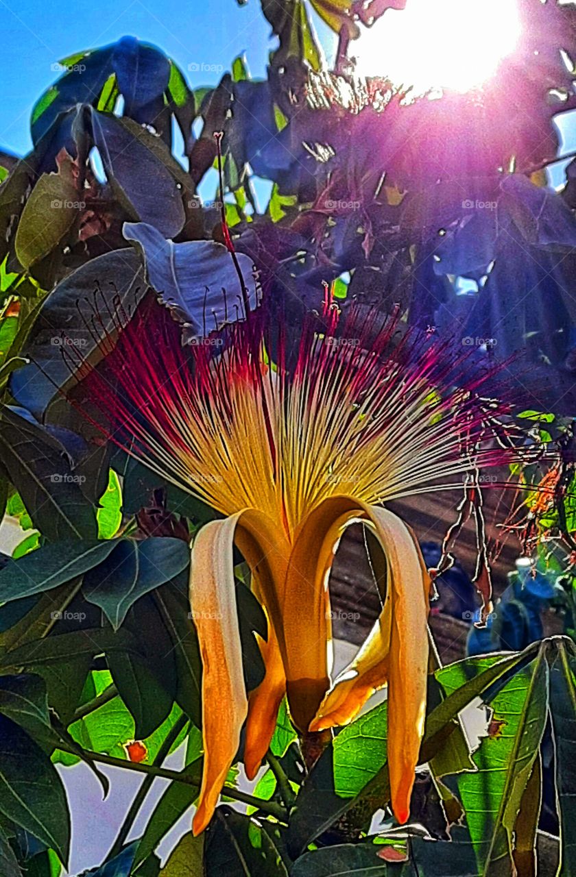 Flower in the autumn,yellow,red,plant,tree,spring,summer,colorful,autumn,nature,landscape,flower,floral,season,blossom,blooming