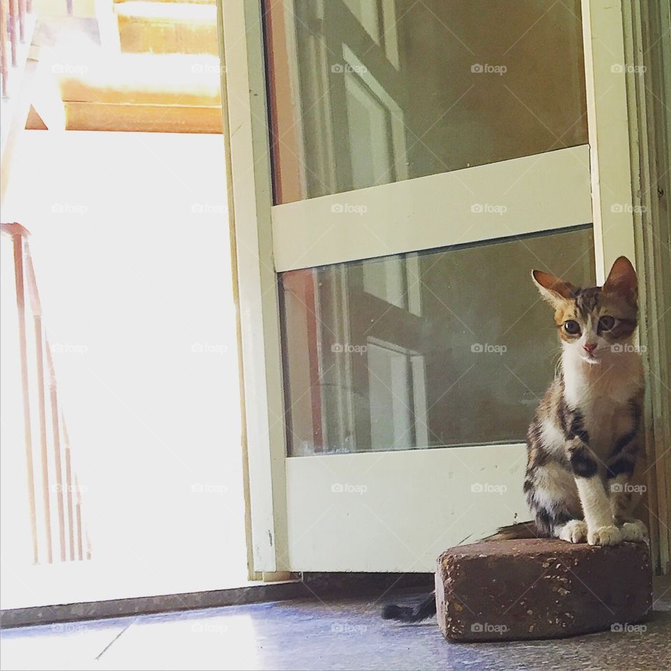 Little Kitten Guarding the Door