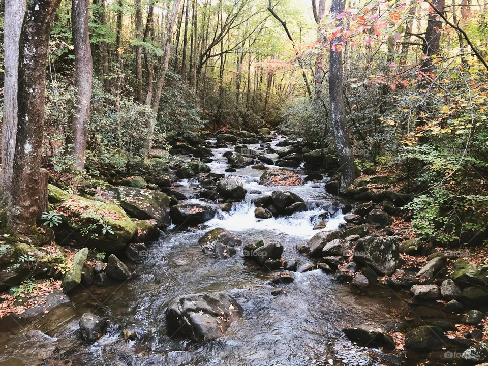 Rushing River in South Carolina in the forest.