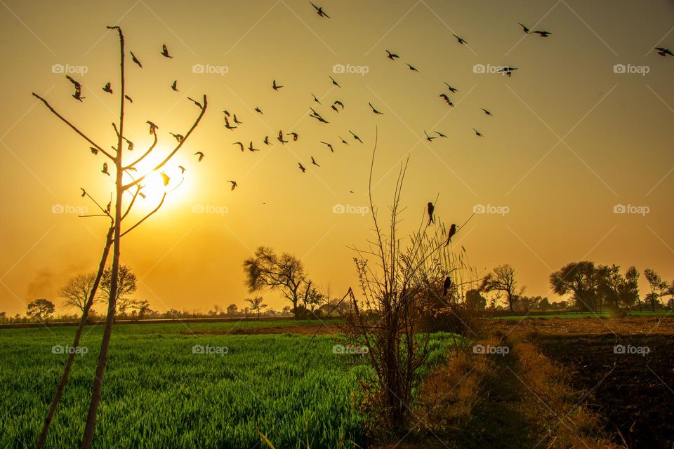 Birds Enjoy Spring Season