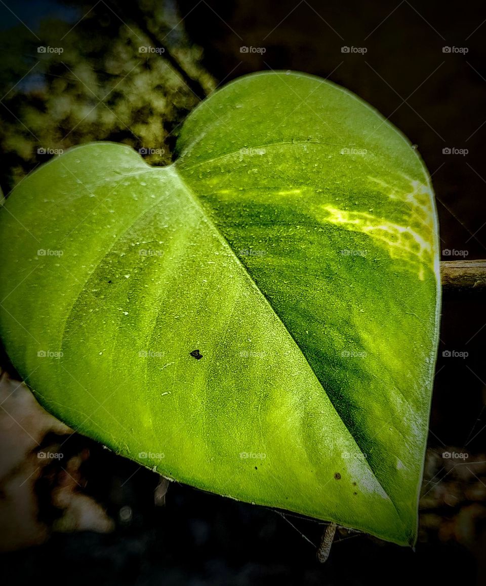 Devil's ivy (Epipremnum aureum)