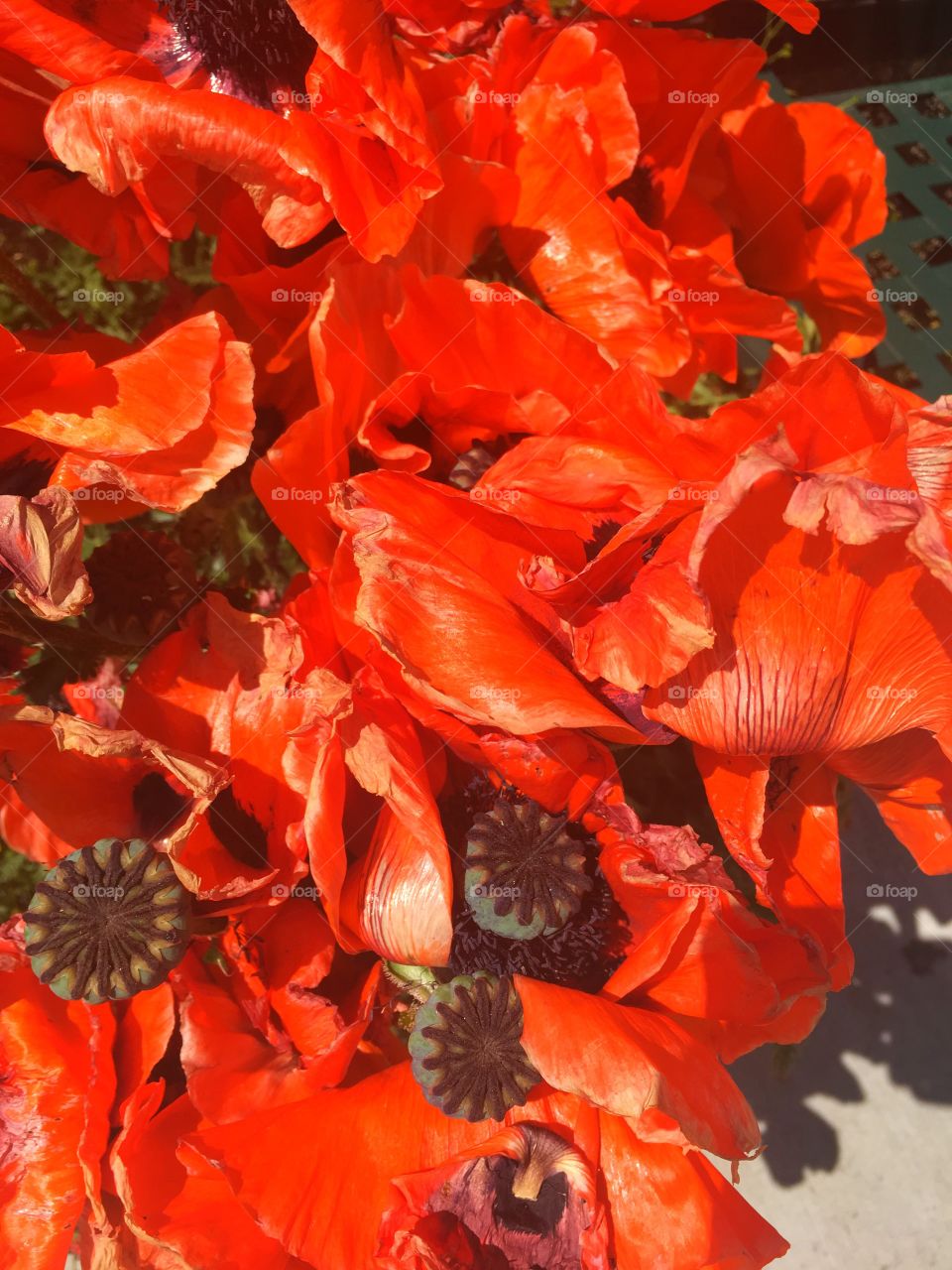 A bunch of red poppy flowers