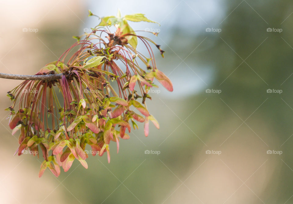 Maple tree early spring flowers