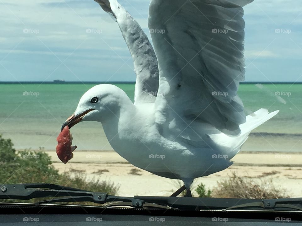 Subtle shades of grey adorn this seagull's wings which are raised as he eats