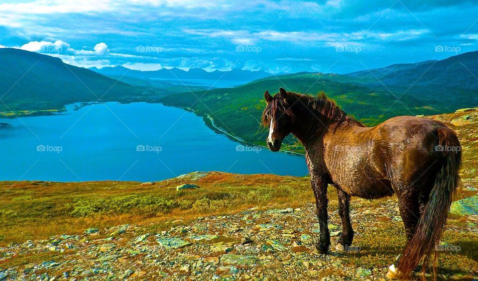 norway ocean nature horses by rob