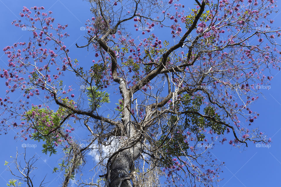 Tree around us.