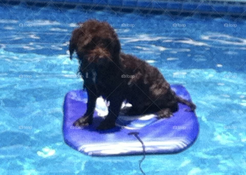 Surfing dog!