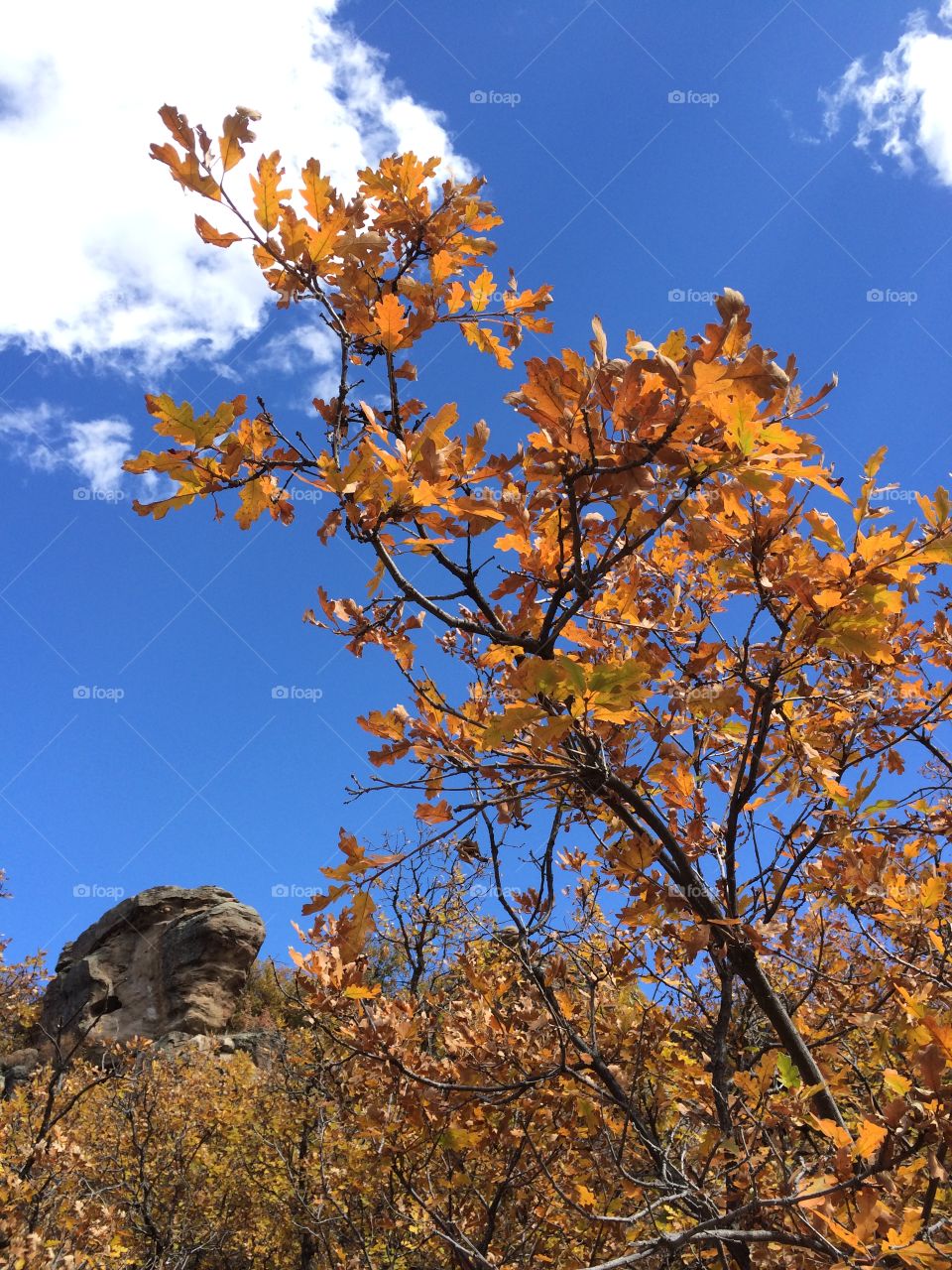 Tree in the fall