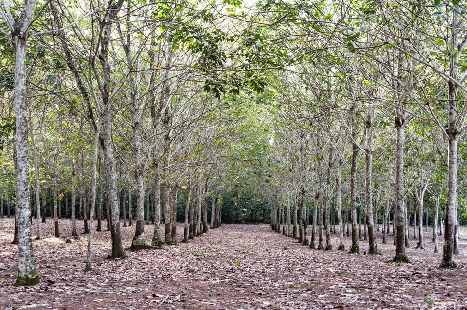 a dense of rubber trees forest. very photogenic.