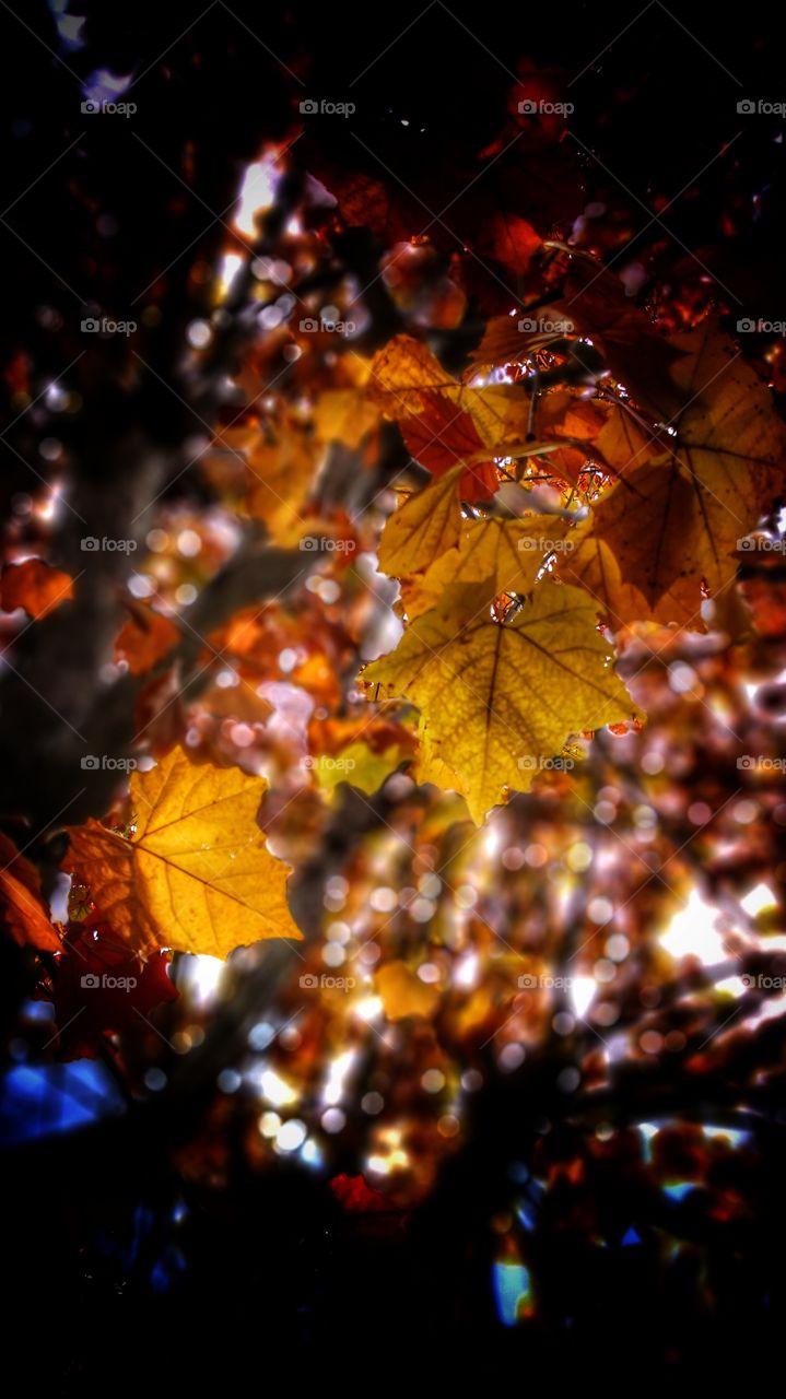 Leaves drawing autumn fall color    by BT