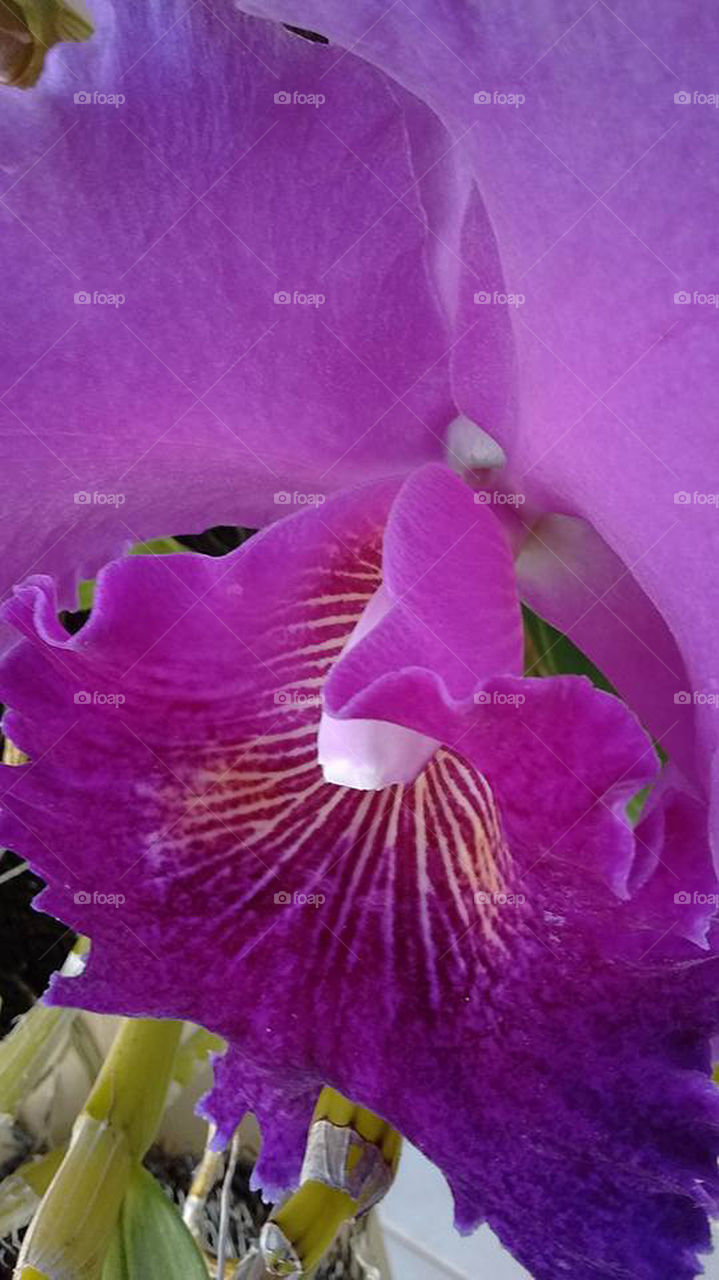 Orchid. At Rosanas' garden
